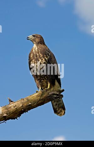 Common Buzzard, buteo buteo standing on Branch, Normandy Stock Photo