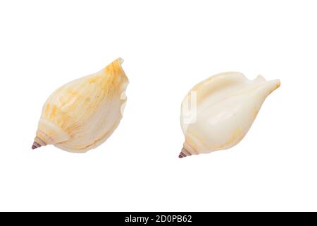 Two sides of Banded Tulip sea shell isolated on white background with clipping path. Stock Photo