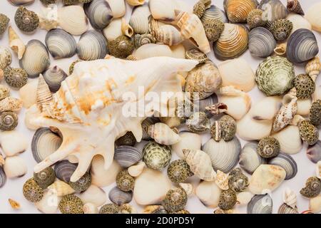 Travel and vacation concept. sea shells background. variety of sea shells from beach Stock Photo