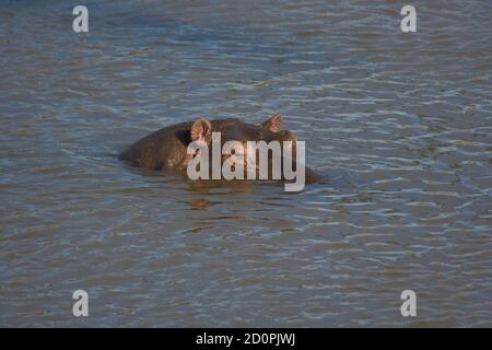 Hippopotamus (Hippopotamus amphibius) Masai Mara, Kenya, Africa Stock Photo