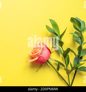 Creative layout made of pink flowers and ruscus twigs on yellow background Stock Photo