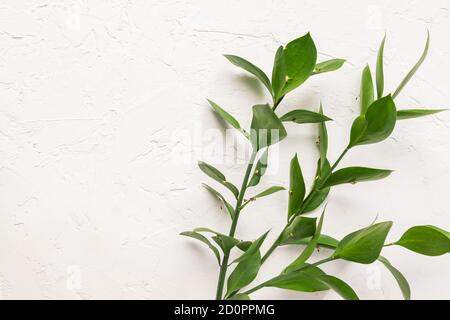 Branches with fresh green Ruscus leaves on white concrete textured background Stock Photo