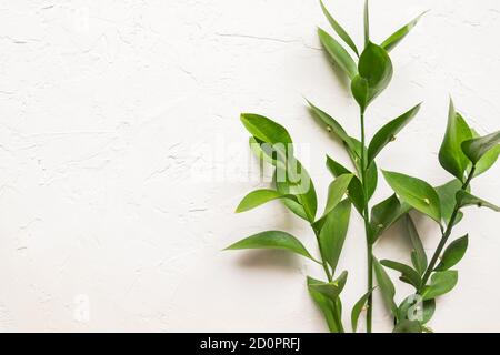 Branches with fresh green Ruscus leaves on white concrete textured background Stock Photo