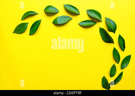Ruskus leaves on yellow color background.Botanical nature concept.Floral elements design,Green foliage Stock Photo