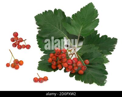 Red ripe branch of rowan oakleaf with green leaves isolated on white background Stock Photo