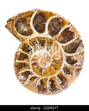 Ammonite is a prehistoric shell animal whoose spiral shell was fossilized into a solid mineral and is now a object of collecting - isolated on white Stock Photo