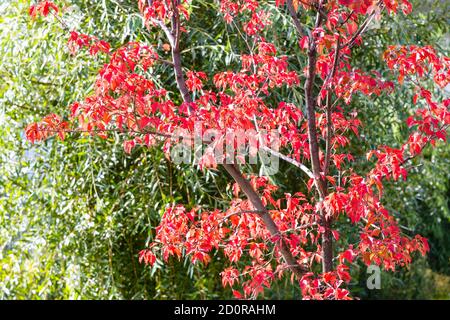 red leaves of maple tree in front of green foliage in Zaryadye landscape urban public park on sunny autumn day Stock Photo