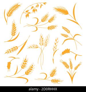 Set of spikelets of wheat on a white isolated background. Vector illustration. The icon Stock Vector