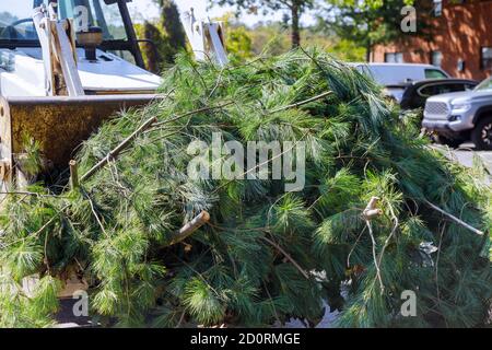 Landscapers clean up in the remove tree branches in the municipal utilities removes extra branches Stock Photo