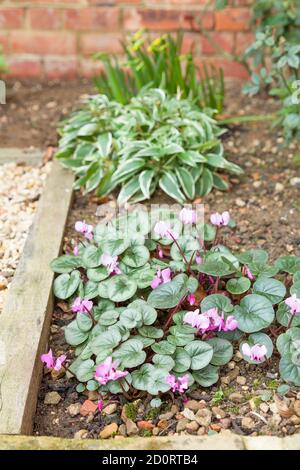Spring flowers in a garden flowerbed with cyclamens and alstroemeria, UK Stock Photo