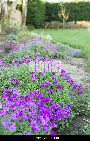 Aubrieta (aubretia) flower bed in bloom in a UK garden Stock Photo