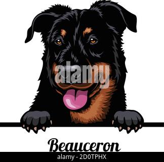 Head Beauceron - dog breed. Color image of a dogs head isolated on a white background Stock Vector