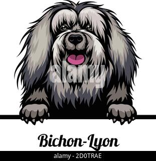 Head Bichon-Lyon - dog breed. Color image of a dogs head isolated on a white background Stock Vector