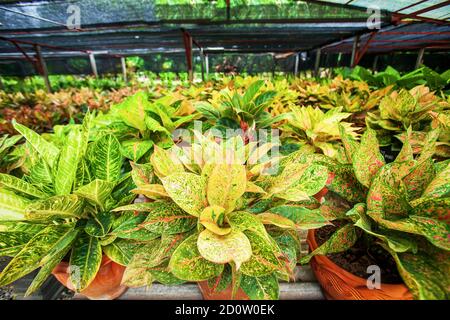Beautiful foliage of Aglaonema Siam Red (Chinese Evergreen) in nursery greenhouse. Selective focus. Stock Photo