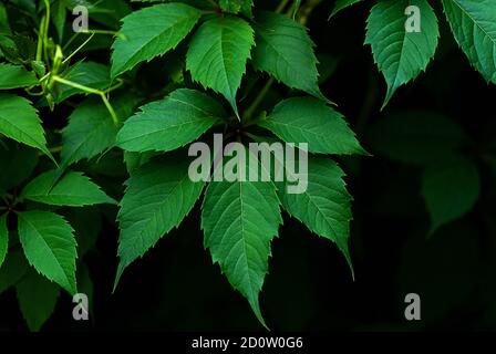 green leaves of Virginia creeper (Parthenocissus quinquefolia) close up Stock Photo