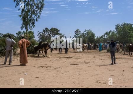 Agadez Cattle Market, Niger, Africa Stock Photo