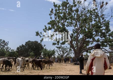 Agadez Cattle Market, Niger, Africa Stock Photo