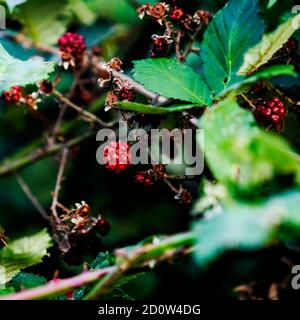 Ripe Wild Berries on branches in Autumn ready to be picked