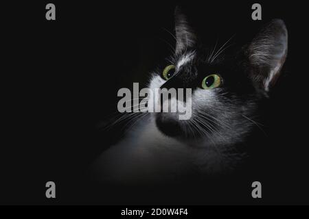 A curious cat is looking up to the moving light Stock Photo