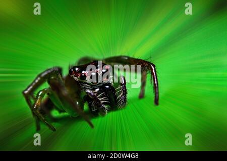 Super macro shot a tiny jumping spider Stock Photo