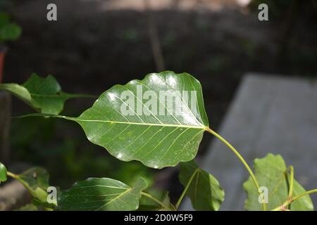 Ficus religiosa or sacred fig is a species of fig native to the Indian subcontinent. plants and leaves. Stock Photo