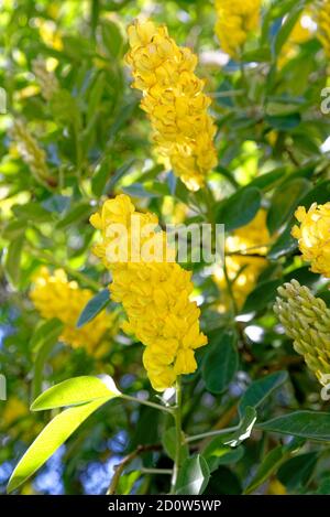 Argyrocytisus battandieri, the pineapple broom or Moroccan broom is a species of flowering plant in the legume family Stock Photo