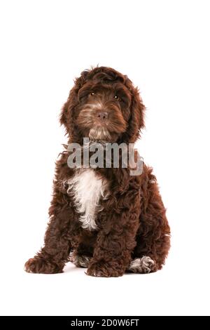 Chocolate Cockapoo puppy dog in front of a white background Stock Photo