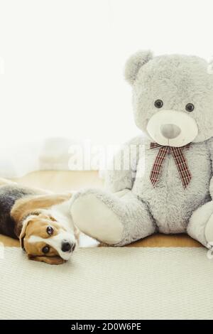 beagle teddy bear