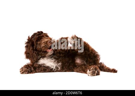 Chocolate Cockapoo puppy dog in front of a white background Stock Photo