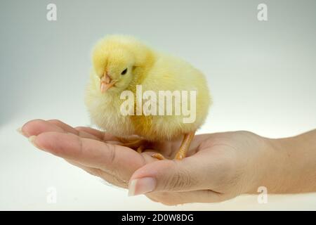 Yellow little chicken on the lady's hand Stock Photo
