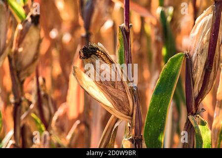 Crop damage due to drought and storms in maize Stock Photo