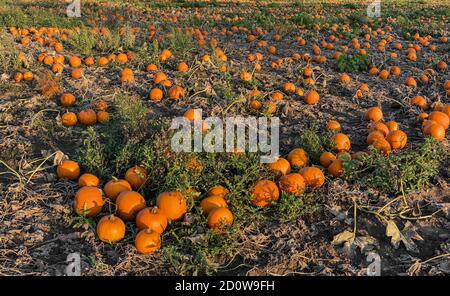 Panoramic shot of a pumpkin field with hokkaidos in the sun Stock Photo