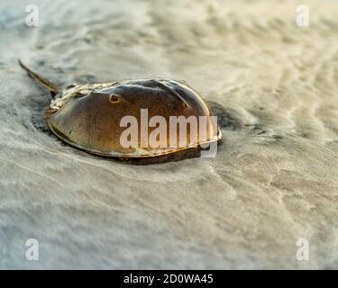Horseshoe crab on the beach Stock Photo