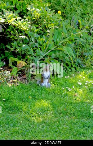 Eastern gray squirrel, Grey squirrel (Sciurus carolinensis), sits on grass - England, United Kingdom Stock Photo