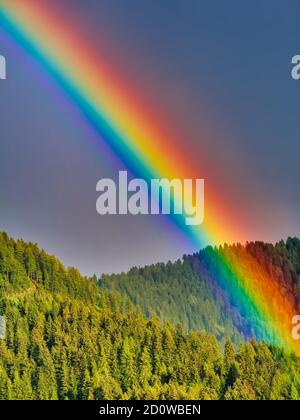 Rainbow over forest of fir trees in summer Stock Photo