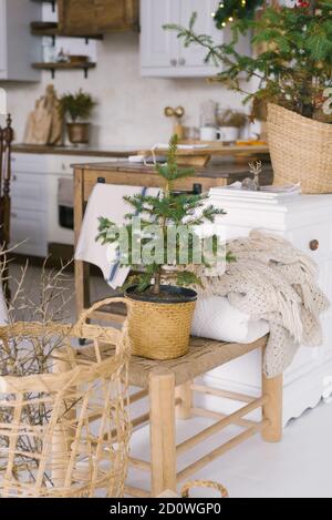 A Christmas tree in a wicker vase stands on a wooden bench in the dining room in the house Stock Photo