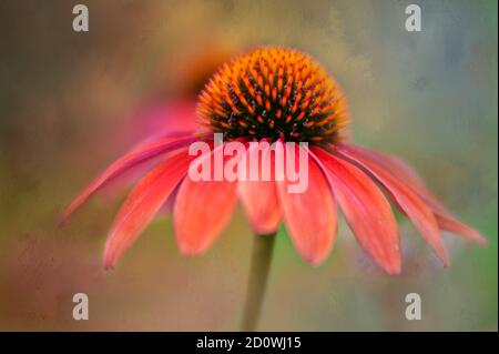 A Red Coneflower in a garden in Minnesota. Stock Photo