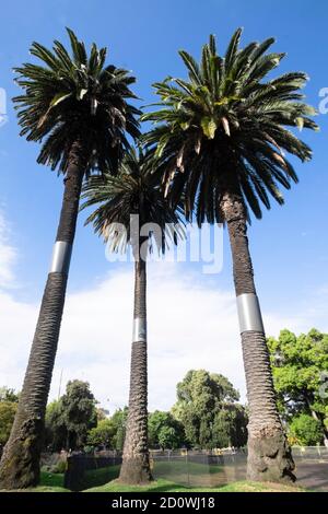 Three palm trees in a row in the Royal Botanic garden, Melbourne, Australia Stock Photo