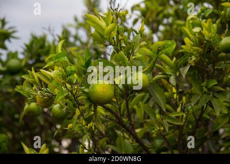 Unripe oranges fruit on the tree Stock Photo