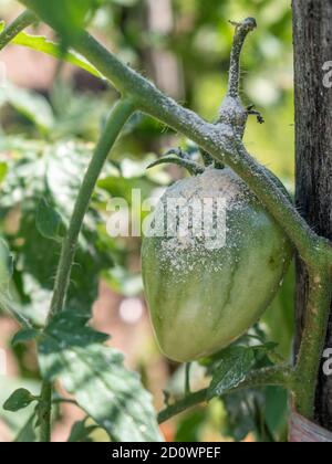 Close up of tomato powdery mildew,  Erysiphe lycopersici Stock Photo