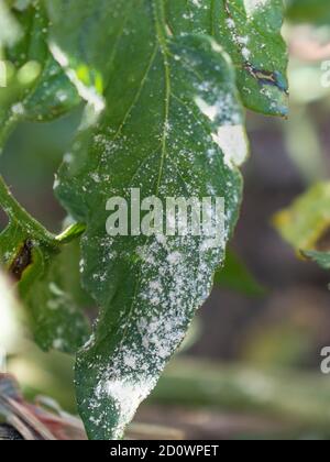 Close up of tomato powdery mildew,  Erysiphe lycopersici Stock Photo