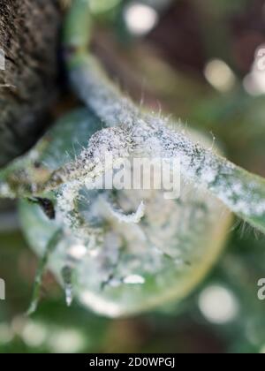 Close up of tomato powdery mildew,  Erysiphe lycopersici Stock Photo