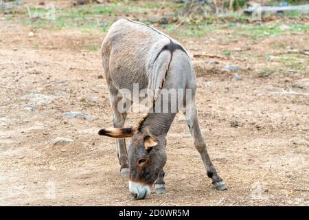 A beautiful gray donkey bends its snout to feed on corn in a farm yard. Stock Photo