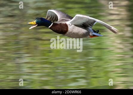 A flying and quacking Mallard duck approaching at very close range. Stock Photo