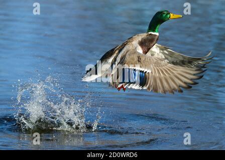 A Mallard Duck jumping out of the water with a big splash at close range. Stock Photo