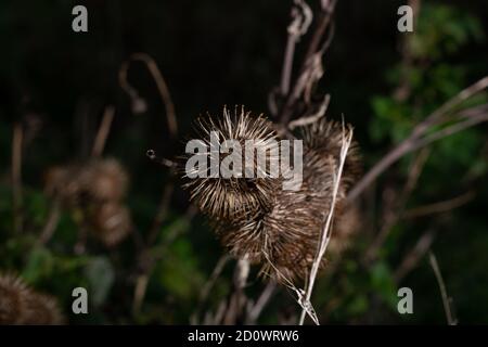 Dry flower photo Selective focus arctium Lappa, greater burdock. Selective focus on dark blurred background Stock Photo