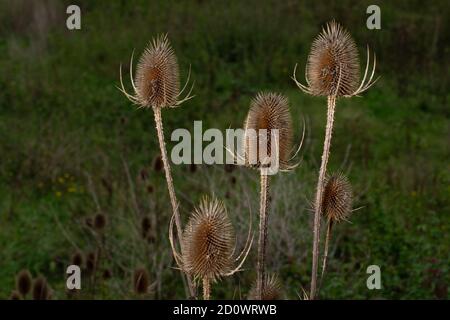 Dry thorny stems and seed heads of Common teasels (Dipsacus fullonum aka Fuller's teasel or Dipsacus sativus) with a blurred dark background Stock Photo