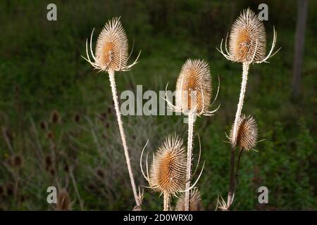 Dry thorny stems and seed heads of Common teasels (Dipsacus fullonum aka Fuller's teasel or Dipsacus sativus) with a blurred dark background Stock Photo