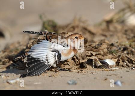 Early arriving Snow Bunting on the beach at Titchwell Stock Photo