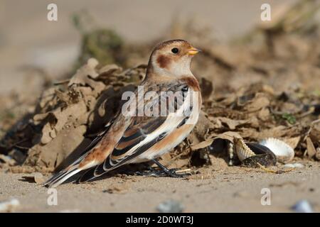 Early arriving Snow Bunting on the beach at Titchwell Stock Photo